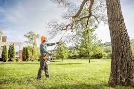 Tree and Shrub Care in Olivehurst, CA